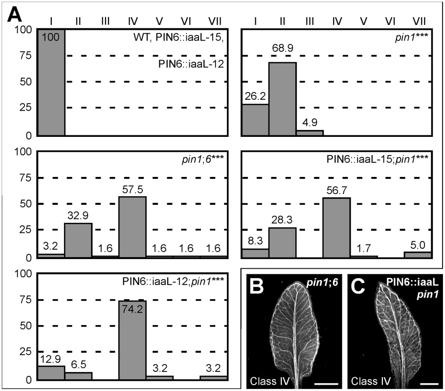 Control of <i>PIN1</i>-dependent vein patterning by intracellular auxin levels.