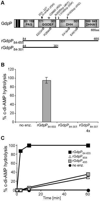 <i>In vitro</i> phosphodiesterase activity of WT and mutant GdpP variants.