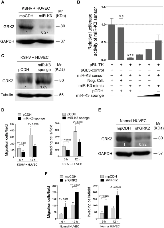 KSHV infection promotes endothelial cell migration and invasion through miR-K3 by targeting GRK2.