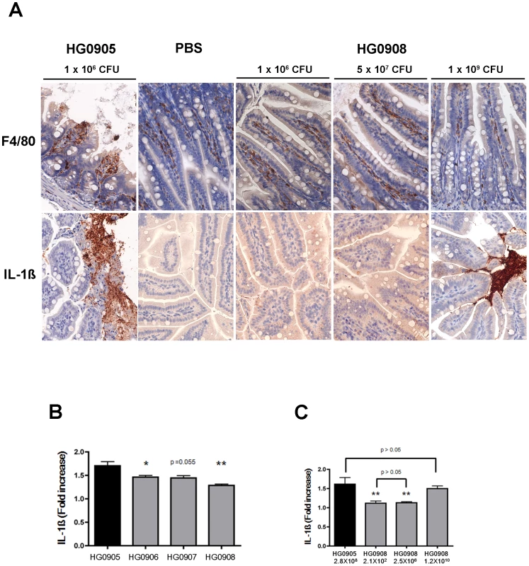 Comparison of HG0905 effect on villi, macrophage and IL-1ß expression to HG0908.