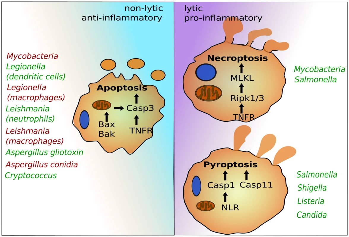 The programmed cell death pathways apoptosis, pyroptosis, and necroptosis play critical roles in egress of intracellular pathogens.