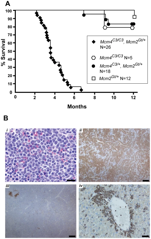 Premature morbidity and cancer susceptibility in <i>Mcm4<sup>Chaos3/Chaos3</sup> Mcm2<sup>Gt/+</sup></i> mice.
