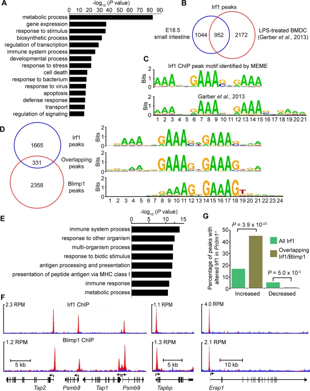ChIP-seq analysis of genome-wide Irf1 binding sites in E18.5 small intestine.