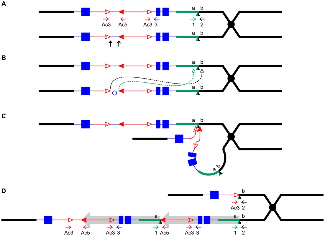 Reversed <i>Ac</i> ends transposition generates direct duplication.