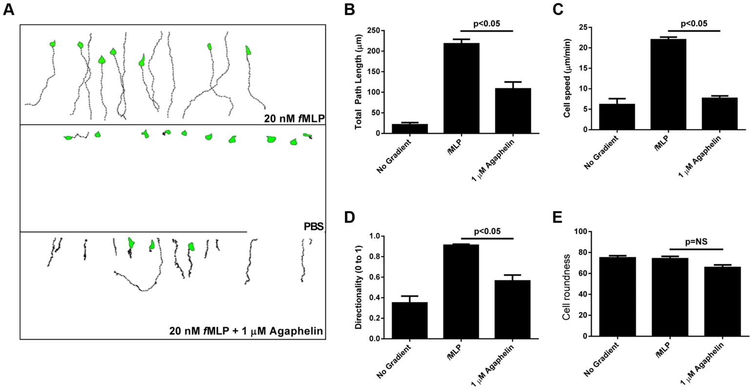Agaphelin inhibits neutrophil chemotaxis <i>in vitro</i>.