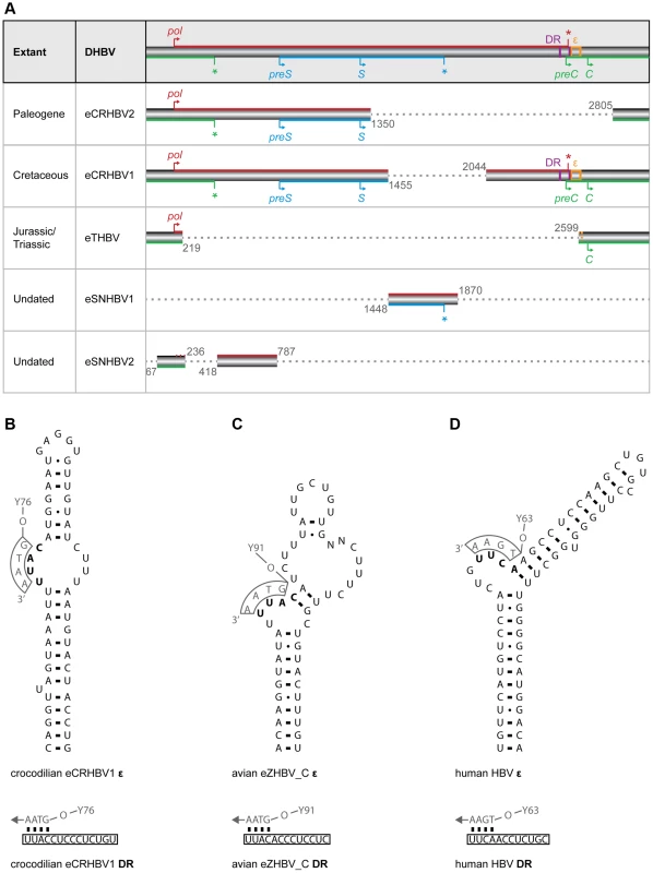 Non-avian hepatitis B paleovirus genome organization and features of viral replication.