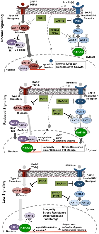 PDP-1 links TGF-β signaling to the IIS pathway and DAF-16.