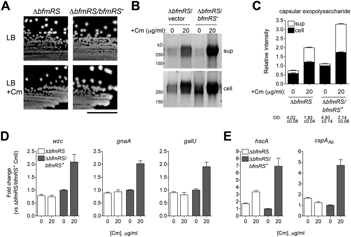 Transcriptional induction of K locus and cold shock gene expression by Cm involves BfmRS.