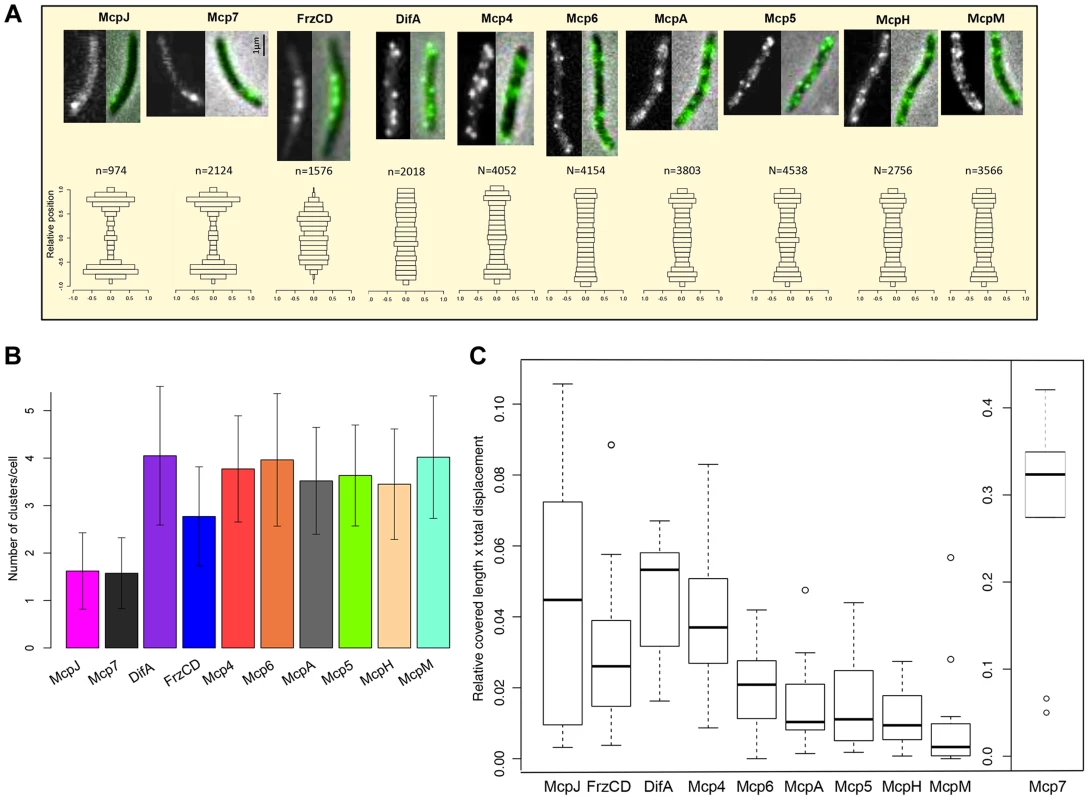 MCP-GFP fusions localize in multiple dynamic clusters in cells.
