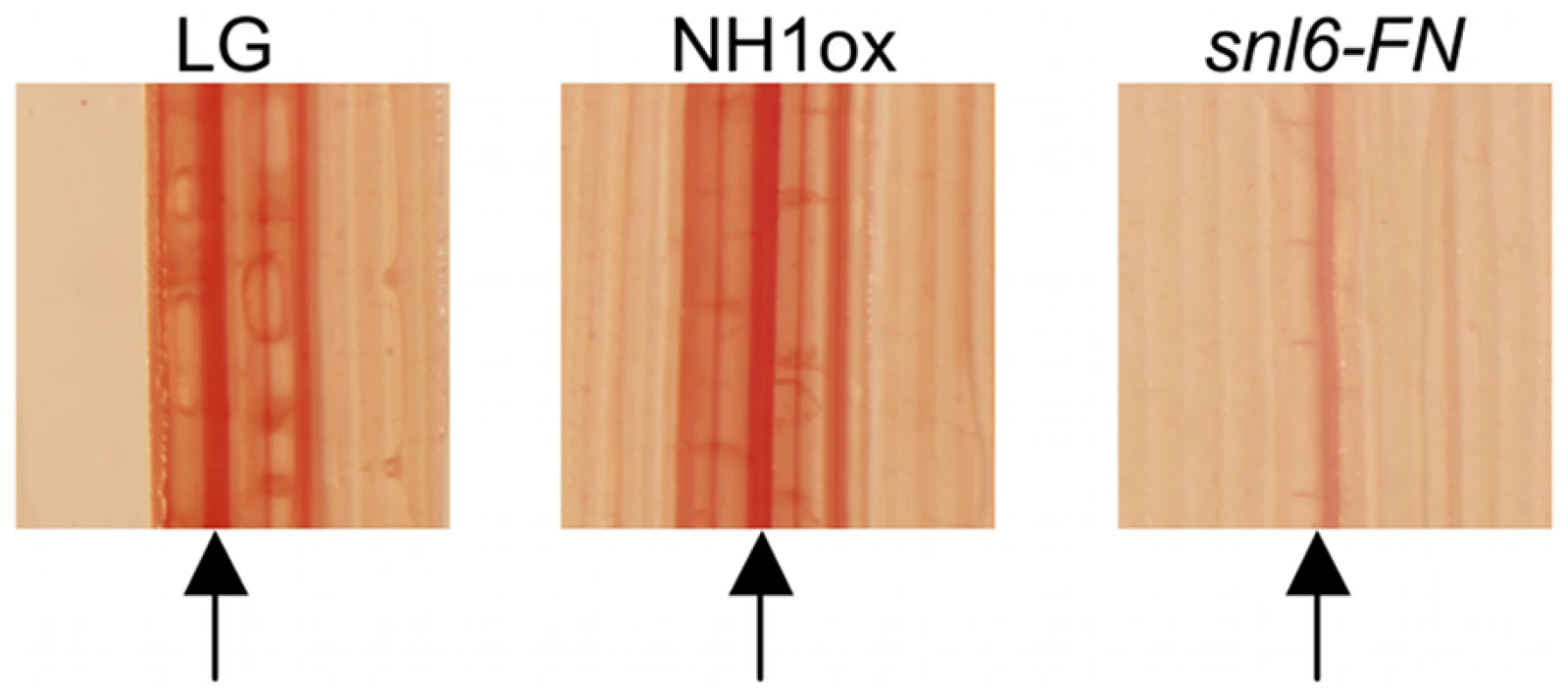 Characterization of the role of <i>Snl6</i> in the phenylpropanoid pathway.