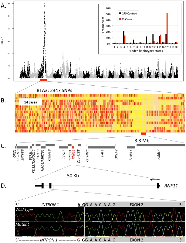 Genome-wide haplotype-based association mapping of a growth stunting locus on BTA 3.