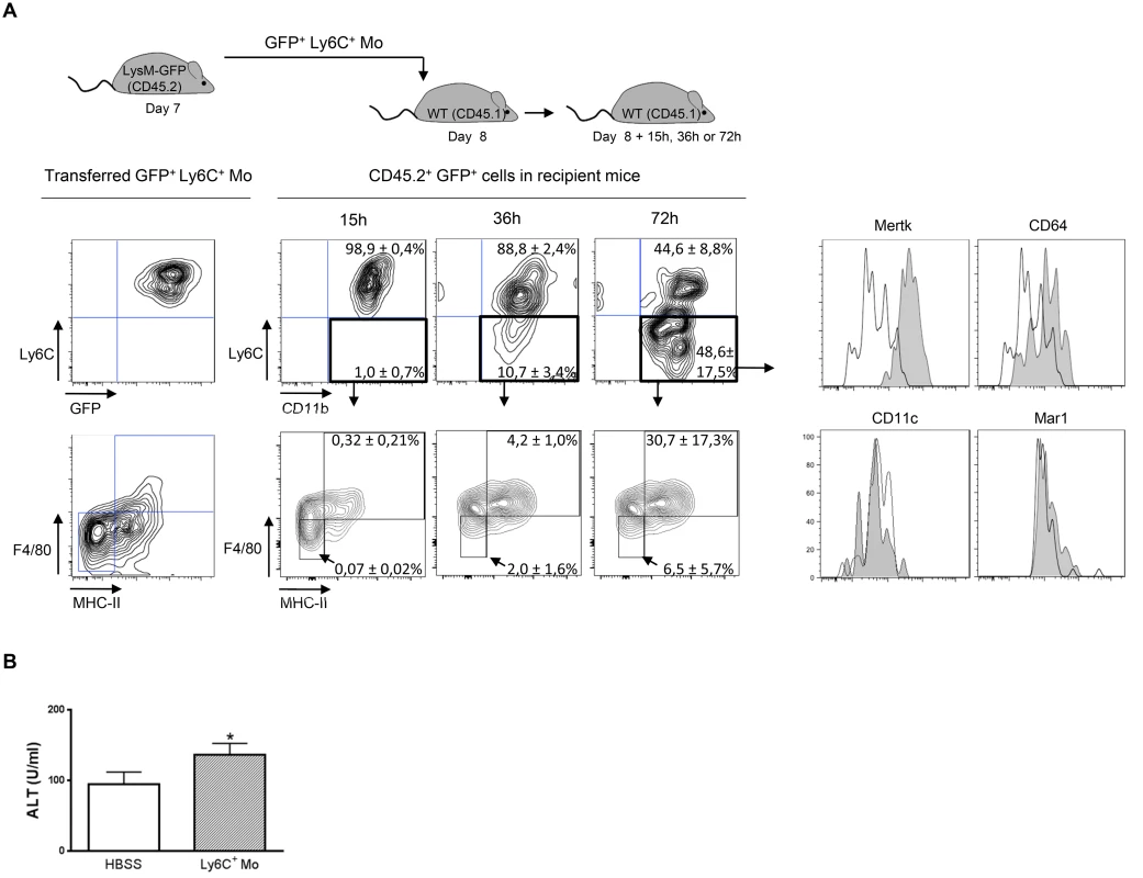 Ly6C<sup>+</sup> monocytes differentiate into macrophages in <i>T</i>. <i>congolense</i>-infected mice.