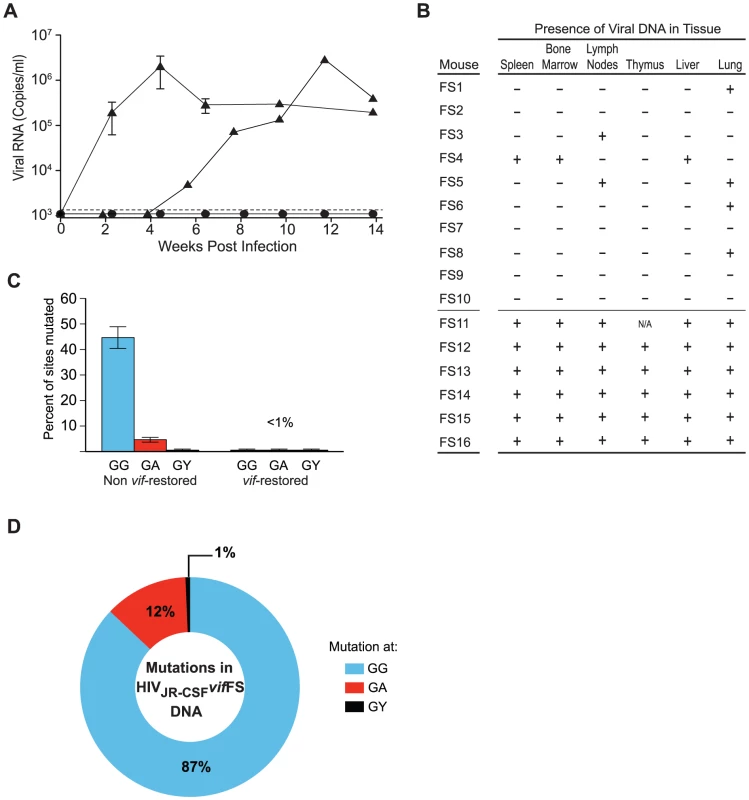 Human APOBEC3 exerts a strong selective pressure on HIV-1<sub>JR-CSF</sub> containing a frameshift in <i>vif</i>.