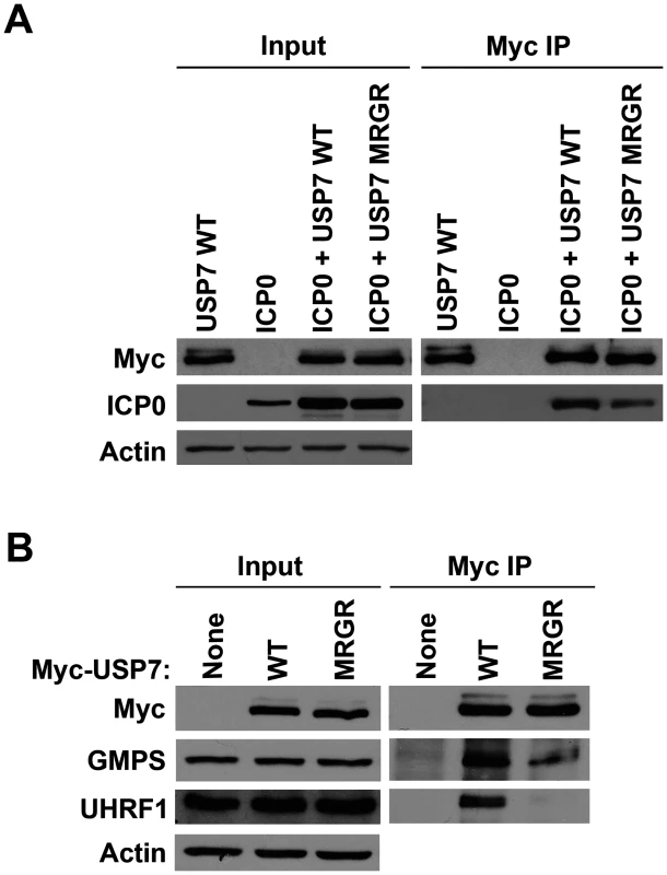 The D762R/D764R (MRGR) mutation disrupts ICP0, GMPS and UHRF1 binding to USP7 in human cells.
