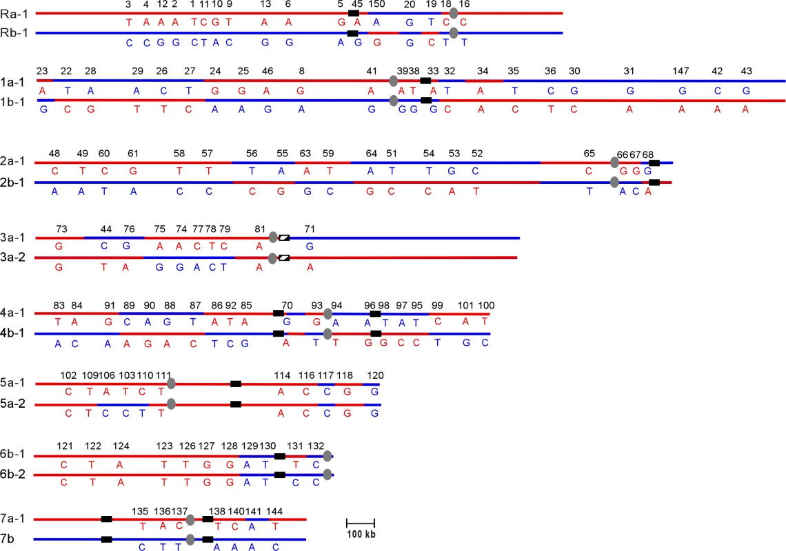 Chromosomal Rearrangements Are Observed in the SNP Haplotype Map of the Clinical Isolate T118