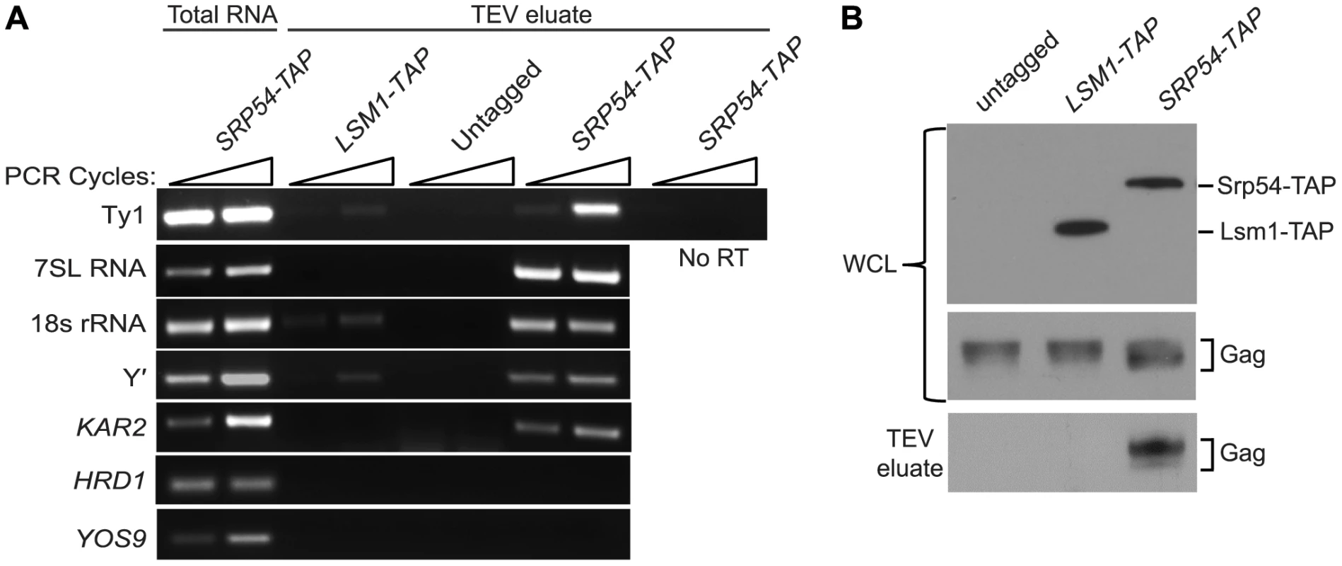Ty1 RNA and Gag are enriched in affinity-purified SRP-RNC complexes.