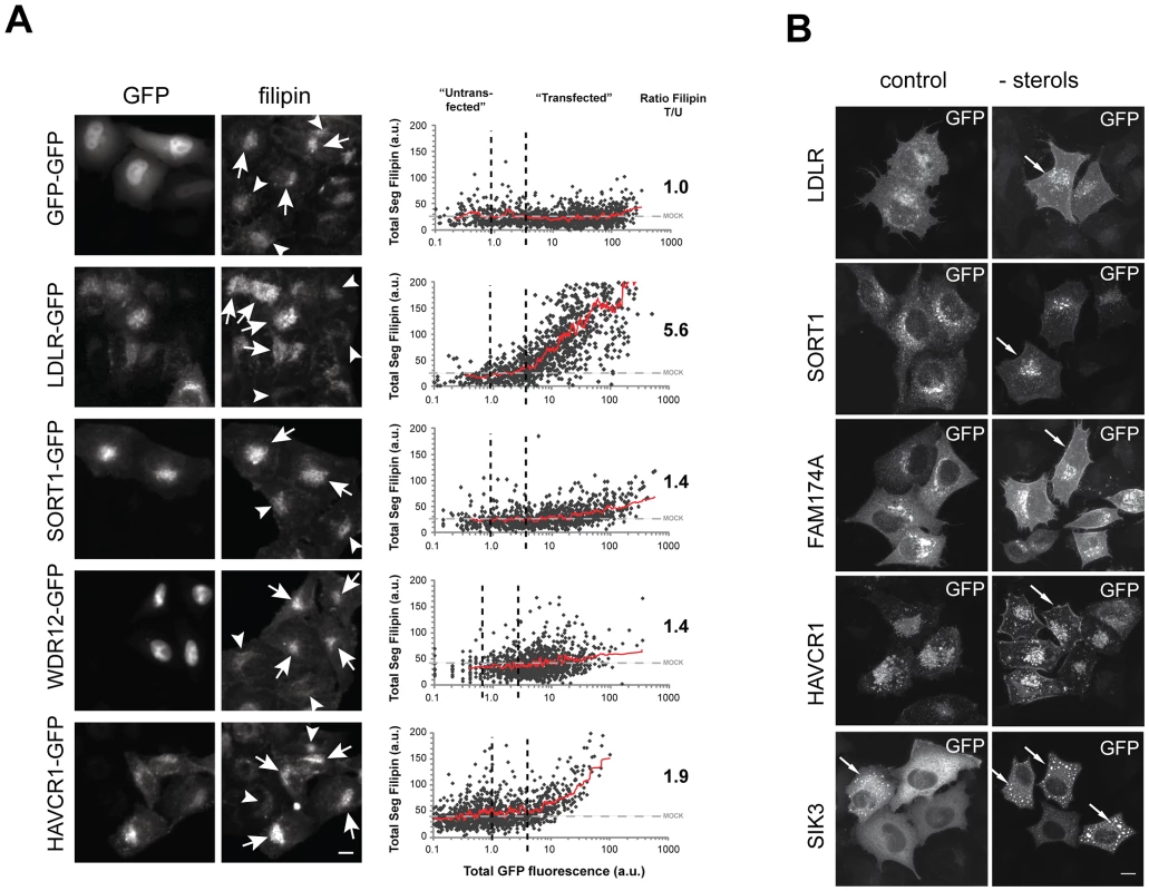 Impact on FC levels and subcellular localization of GFP–tagged candidate genes.