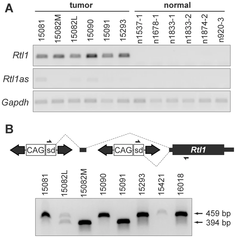 Integrated transposons drive overexpression of <i>Rtl1</i>.