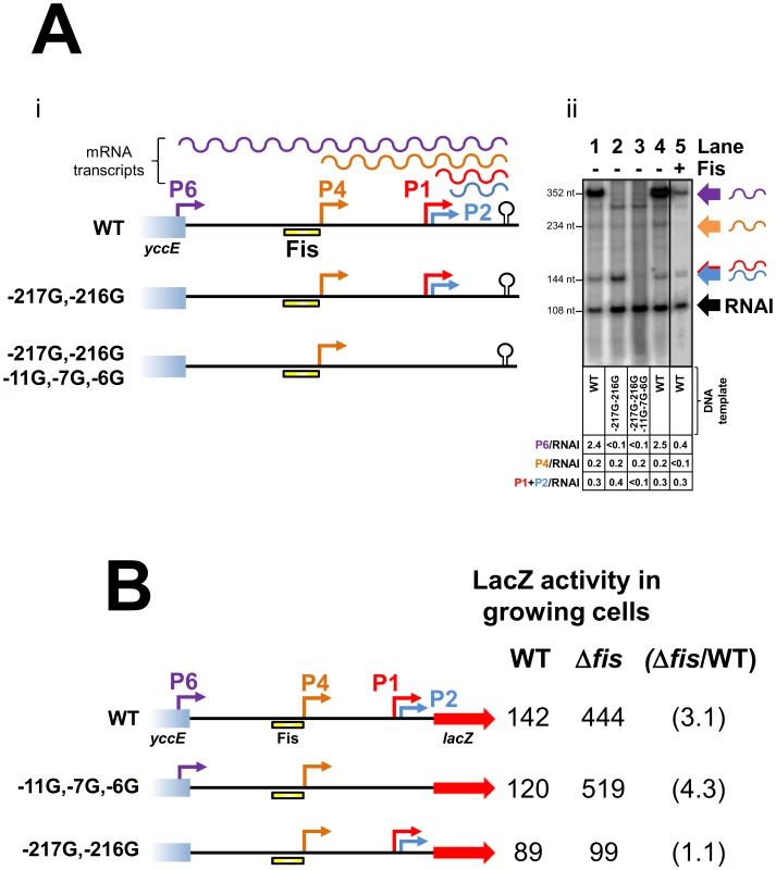 Repression of transcription from the P4 and P6 promoters by Fis.