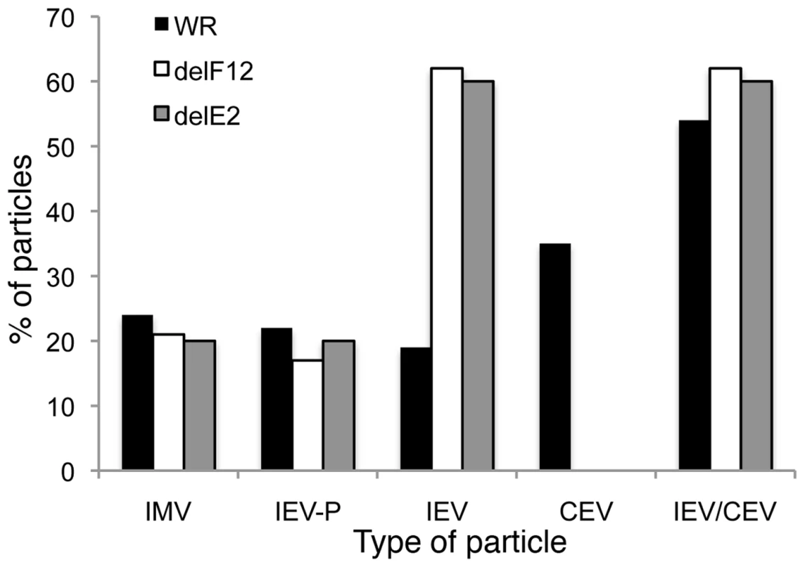 Enumeration of types of virion produced by WR, vΔF12L and vΔE2L.