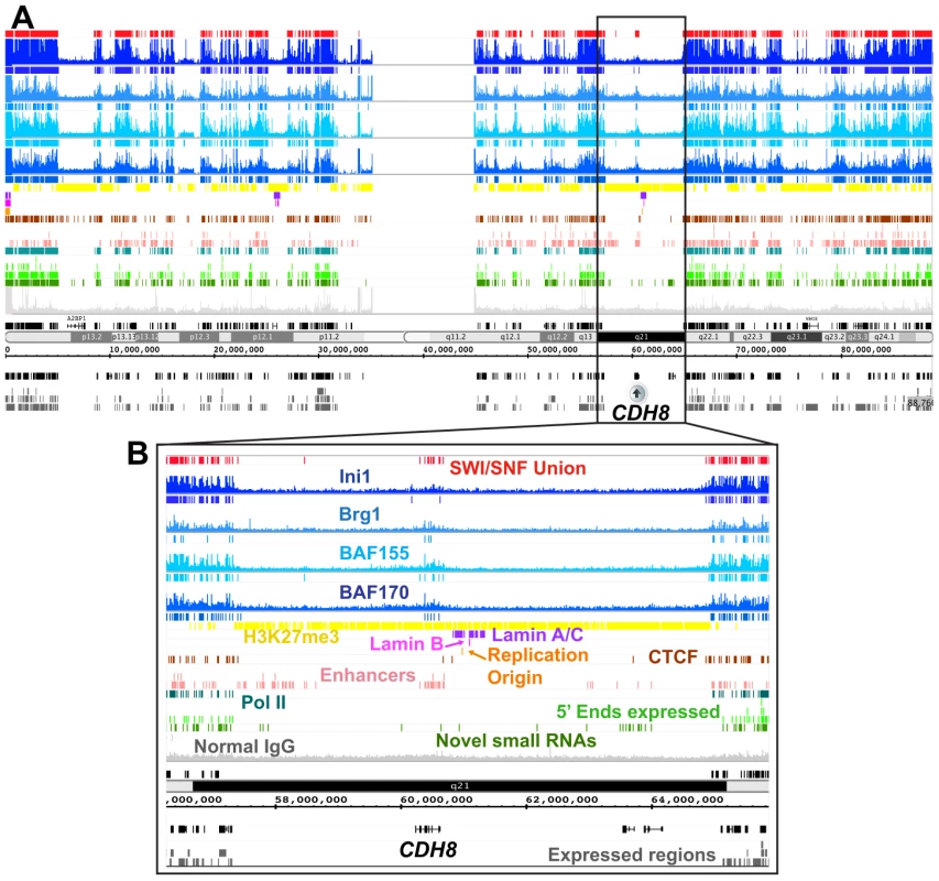 SWI/SNF signals and target regions in the context of H3K27me3 domains.