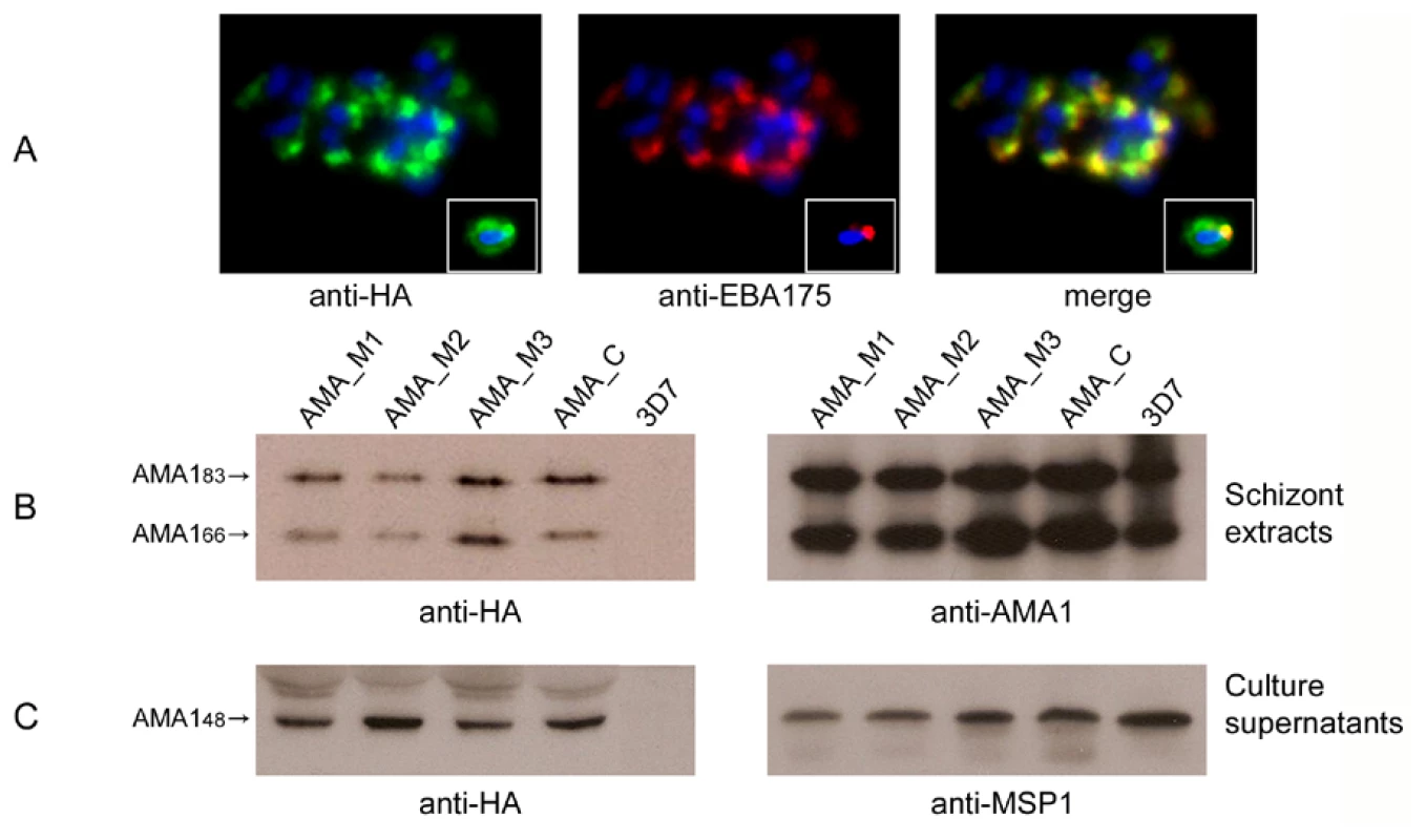 Alanine mutagenesis of the PfSUB2 cleavage site does not affect expression, localisation or shedding of PfAMA1.