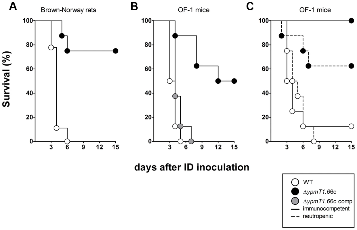 Incidence of plague in immunocompetent rats (A), immunocompetent mice (B), and neutropenic mice (C) injected intradermally with ∼20 WT <i>Y. pestis</i> (white circles), Δ<i>ypmt1.66c</i> (black circles) or complemented mutant (grey circles).
