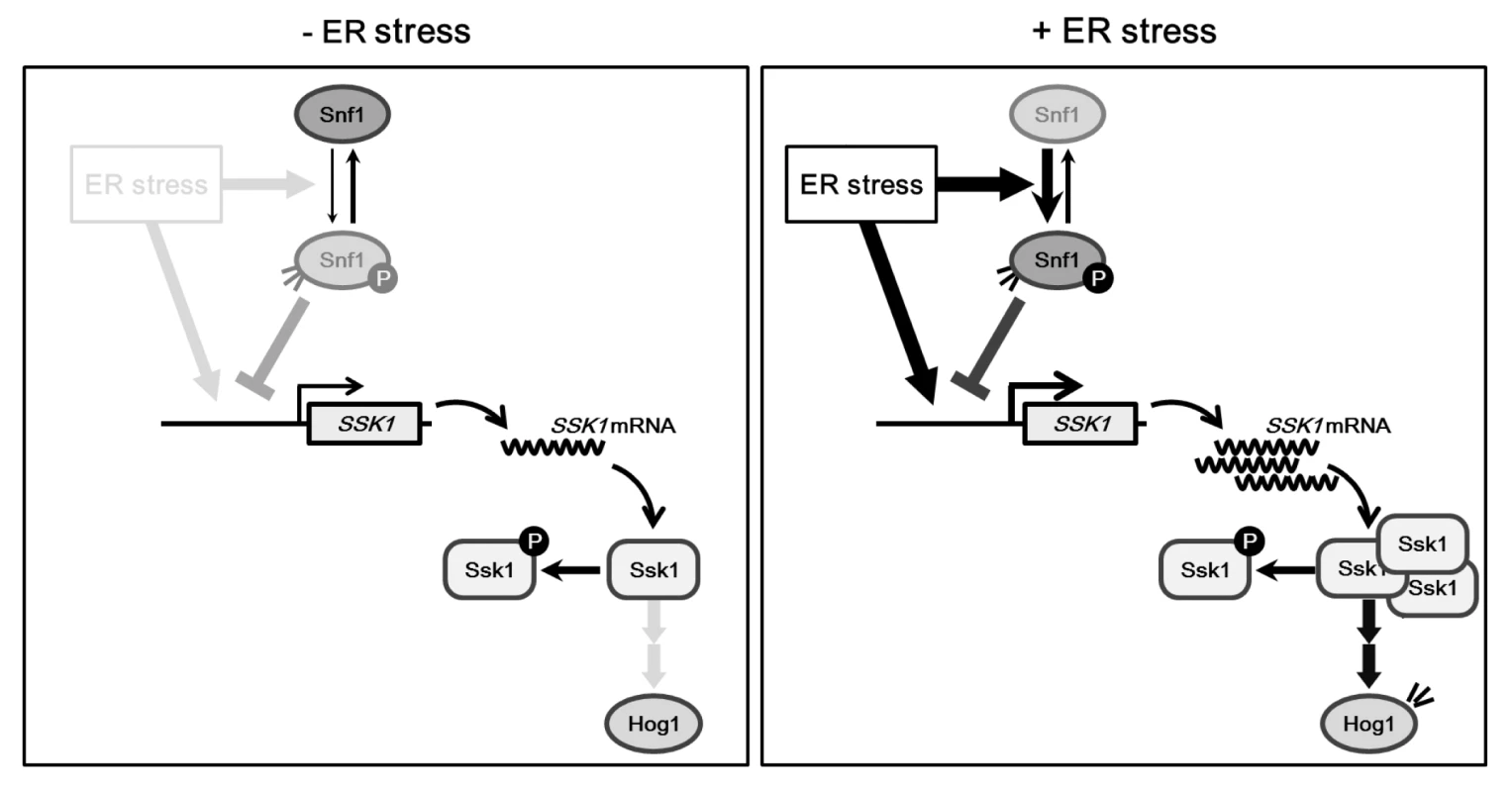 Proposed model for Snf1-mediated Hog1 regulation in ER stress response.