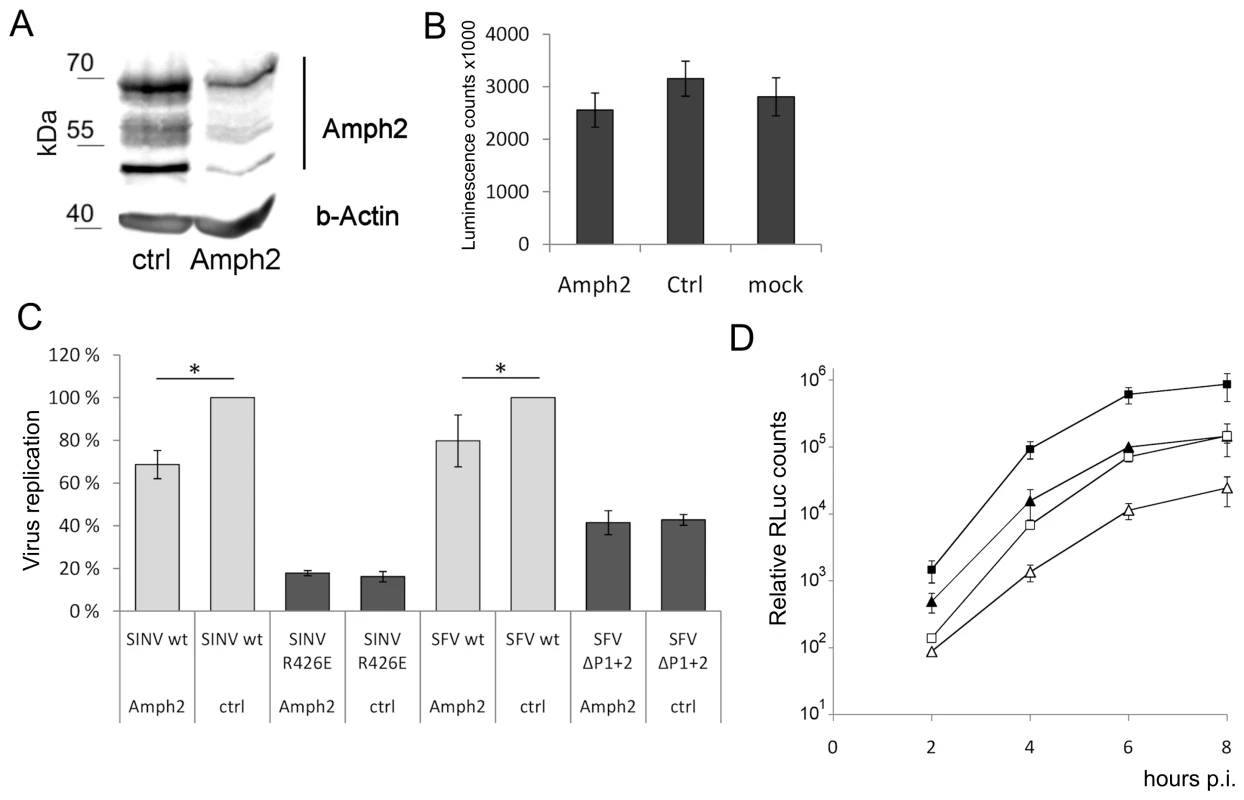 Amphiphysin silencing impairs viral RNA replication.