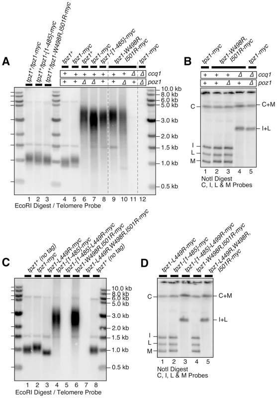 Effects of Tpz1-Poz1 interaction disruption mutations on telomere maintenance.