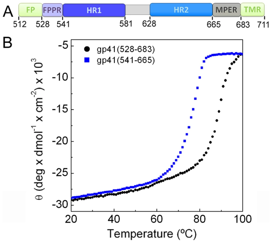 FPPR and MPER increase the melting temperature of gp41.