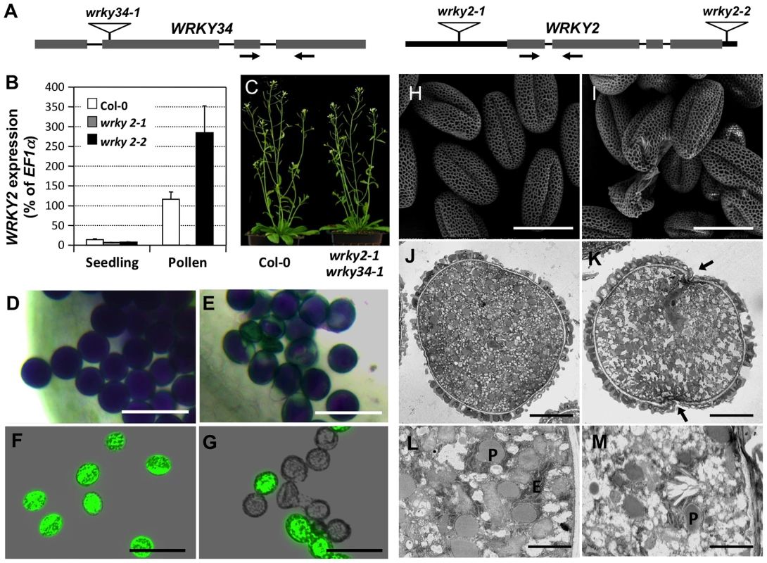 Phenotype of <i>wrky2-1 wrky34-1</i> double mutant pollen.