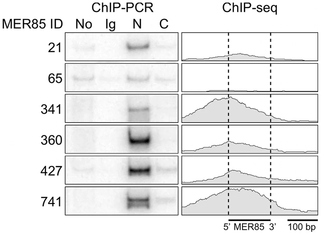 The CSB-PGBD3 fusion protein binds to MER85 elements <i>in vivo</i>.
