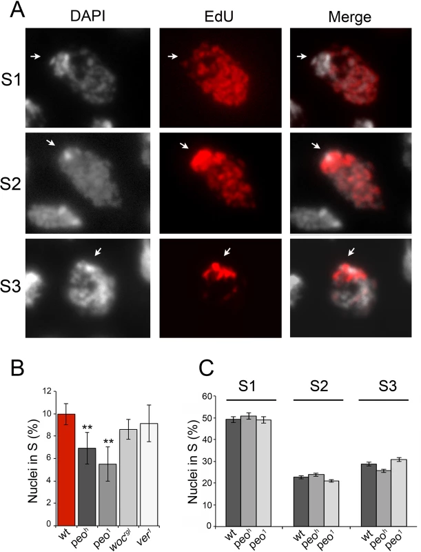 Mutations in <i>peo</i> affect DNA replication in brain cell nuclei.