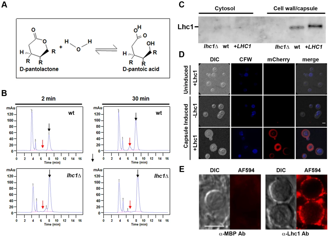 <i>C. neoformans</i> possesses a <i>LHC1</i>-dependent lactonohydrolase activity that is localized to the capsule and expressed during human infection.