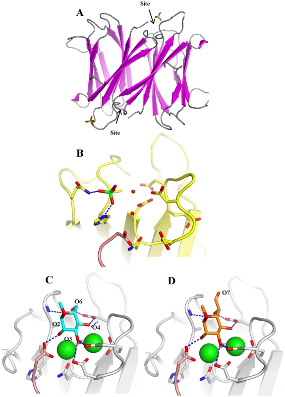 Crystal structure of apoBC2L-C C-terminal domain.