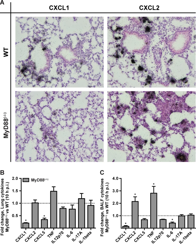 MyD88 is required for the first phase of CXCL1 induction in the lung.