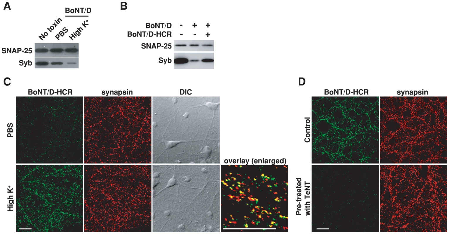 Stimulation of synaptic vesicle recycling increases the binding and entry of BoNT/D into neurons.