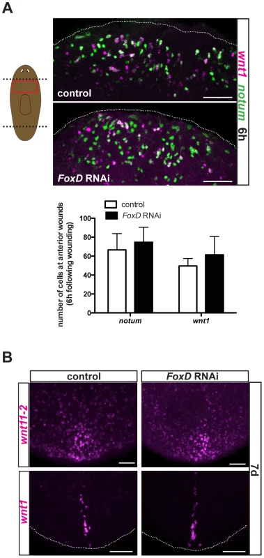 <i>FoxD(RNAi)</i> animals have normal expression of wound-induced genes and posterior genes.