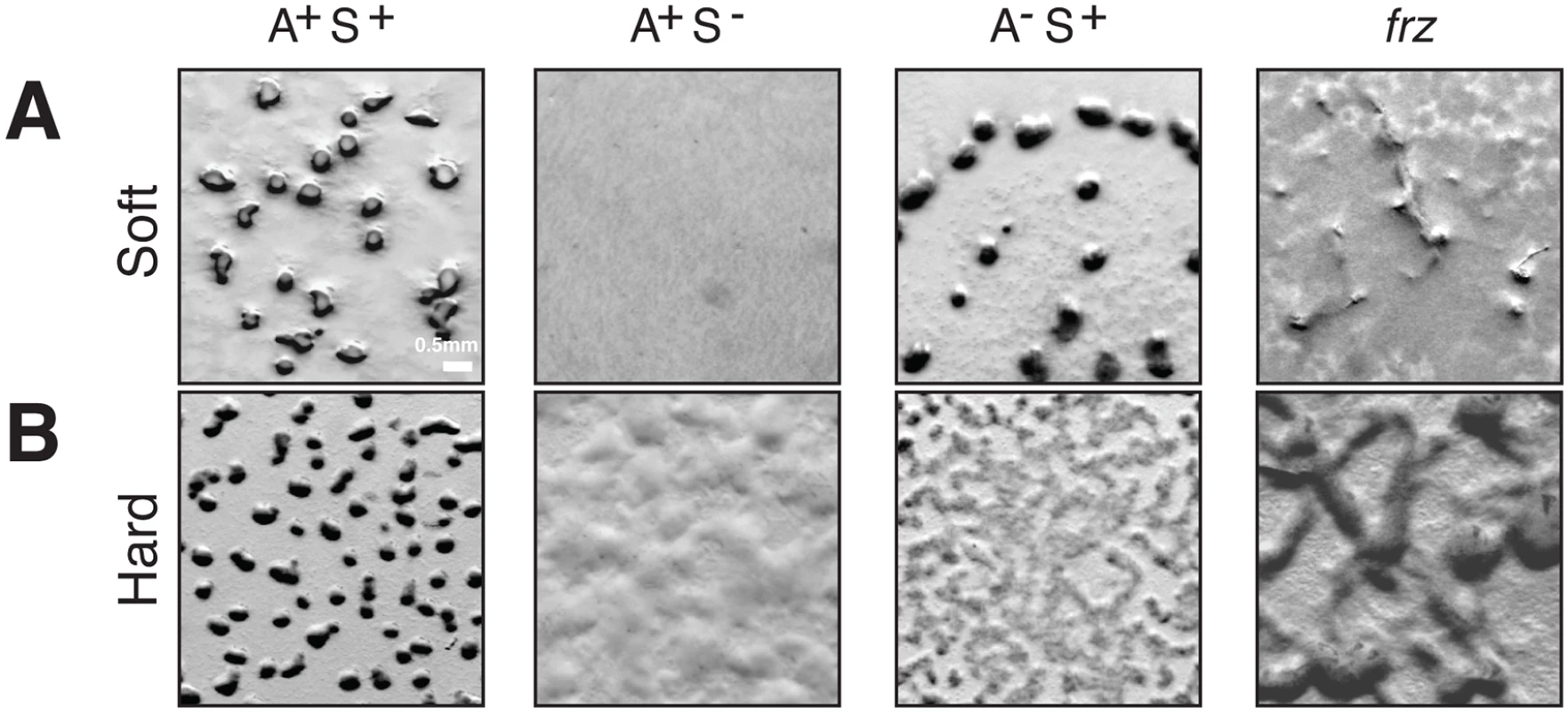 A- and S-motility diversify the repertoire of <i>Myxococcus</i> multicellular behaviors.