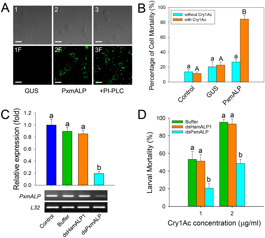Heterologous expression and silencing of <i>PxmALP</i> have obvious effects on susceptibility to Cry1Ac.
