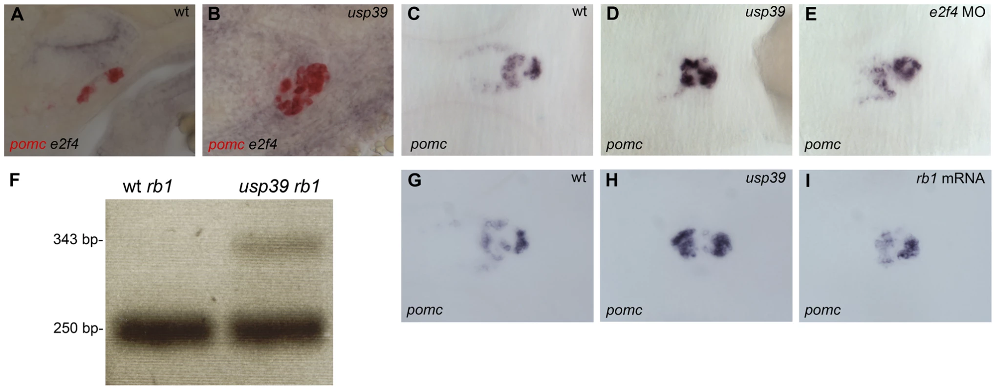 Loss of <i>usp39</i> leads to aberrant Rb1 mRNA splicing and increased pituitary <i>e2f4</i> expression.