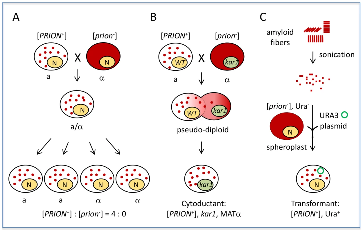 Yeast prions are “infectious.”