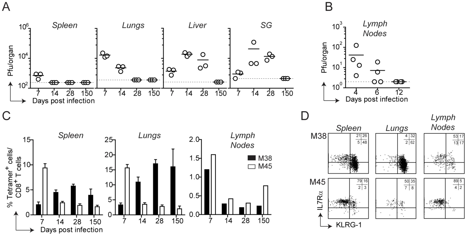 Tissue-specific pattern of MCMV-specific CD8 T cell responses.