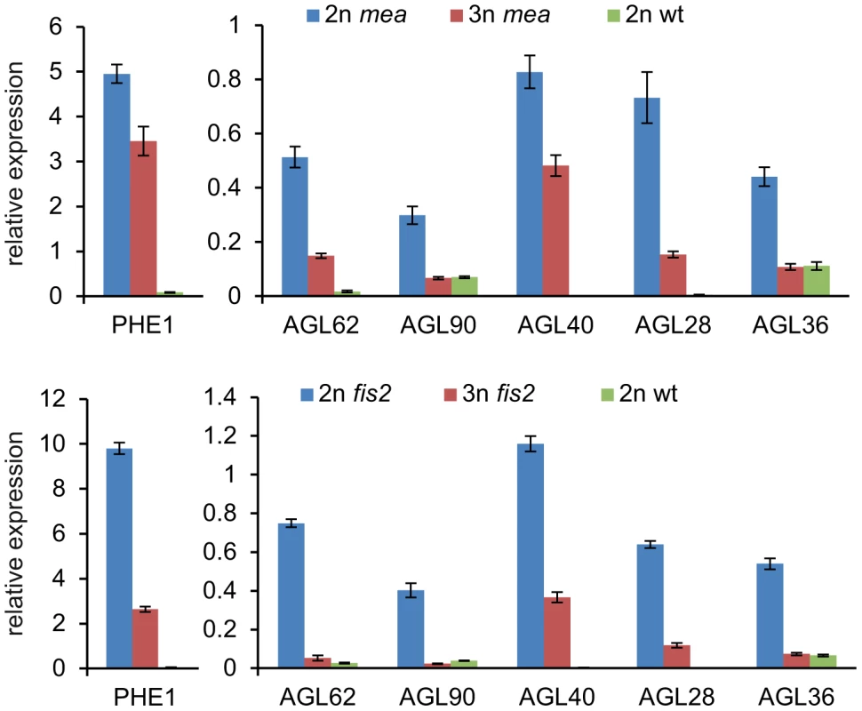 Expression of <i>AGL</i> MADS Box Genes Is Normalized in Triploid <i>mea</i> and <i>fis2</i> Seeds.