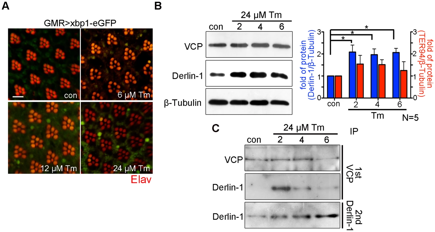 Prolonged ER stress increases Derlin-1 proteins that are not bound to TER94.