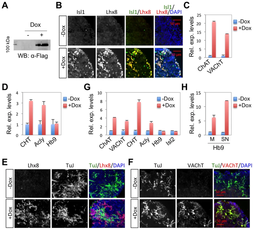 Isl1-Lhx8 induces a cholinergic fate in ESC-derived neurons.