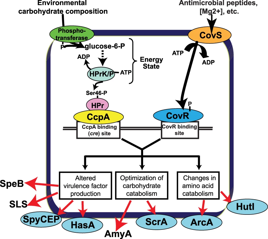 Model for how CcpA and CovR contribute to GAS gene expression profile.