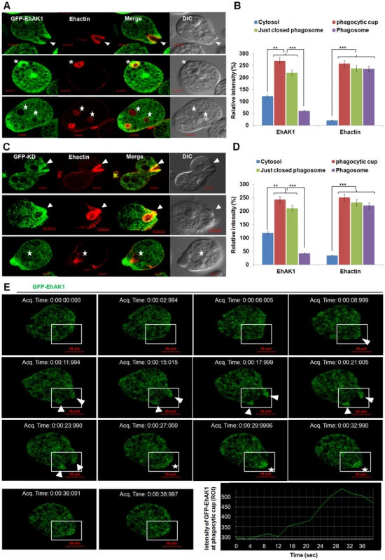 <i>In vivo</i> localization of GFP-EhAK1 in phagocytosing cells.