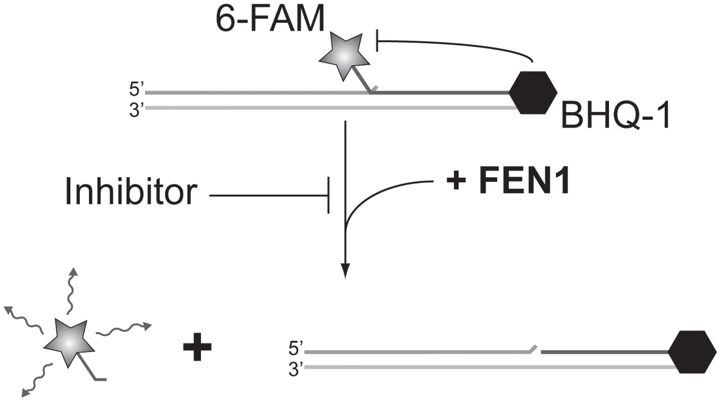 Screening for FEN1 inhibitors <i>in vitro</i>.